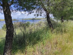 Flora del Cerro Masatrigo